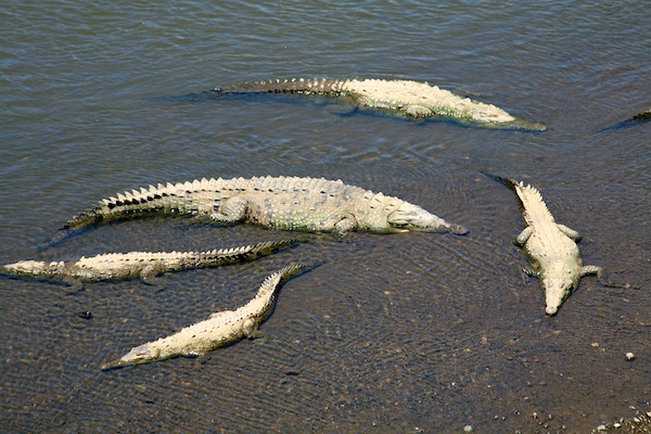costa rica crocodiles